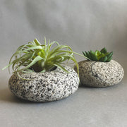 Stone Succulent Planter - Funky Rock Designs 