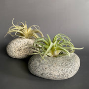 Stone Succulent Planter - Funky Rock Designs 