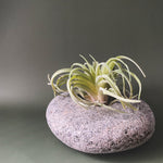 Stone Succulent Planter - Funky Rock Designs 