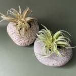 Stone Succulent Planter - Funky Rock Designs 