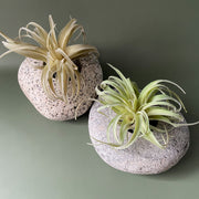 Stone Succulent Planter - Funky Rock Designs 